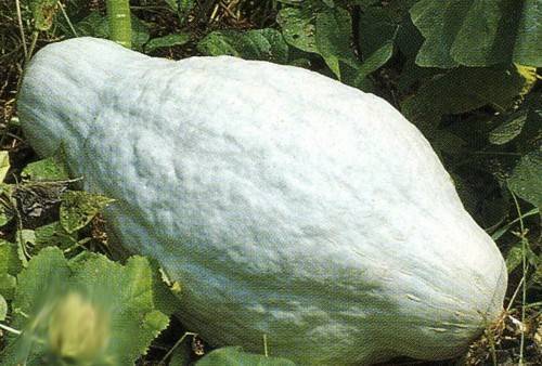 50 Blue Hubbard Squash Seeds PRIZE WINNERS