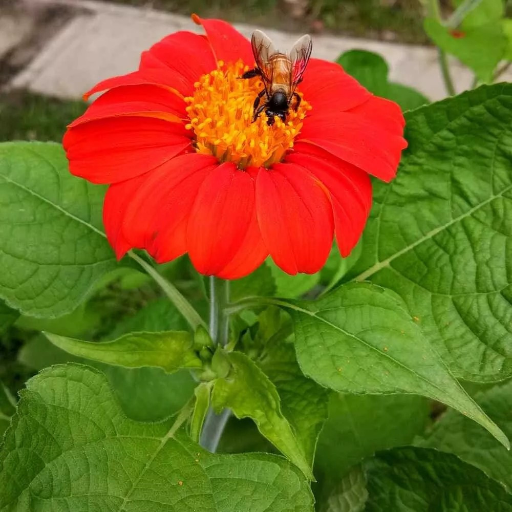 100+ MEXICAN TORCH SUNFLOWER SEEDS – Bees Butterflies Hummingbirds ——- FRESH