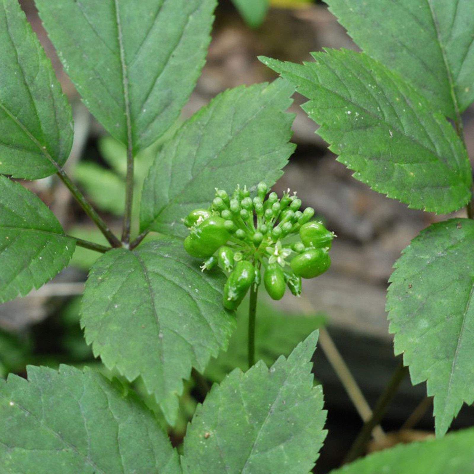 American Ginseng Seeds for Planting (50 Seeds) Ready to Plant, P. quinquefolius