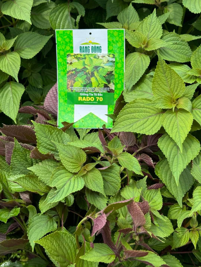 Vietnamese Perilla Seeds – Tía Tô Bắc Bộ 2.5g – Asian Herb – Shiso Seeds