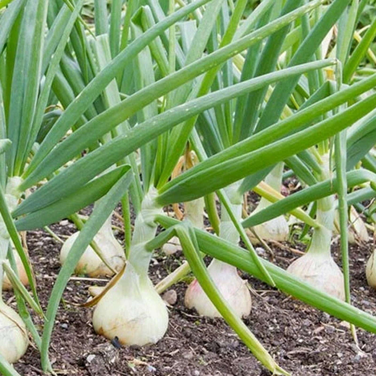Mixed 3 Onion: Red Yellow and White Onion Sets Bulbs Organic Non GMO – 1 lb