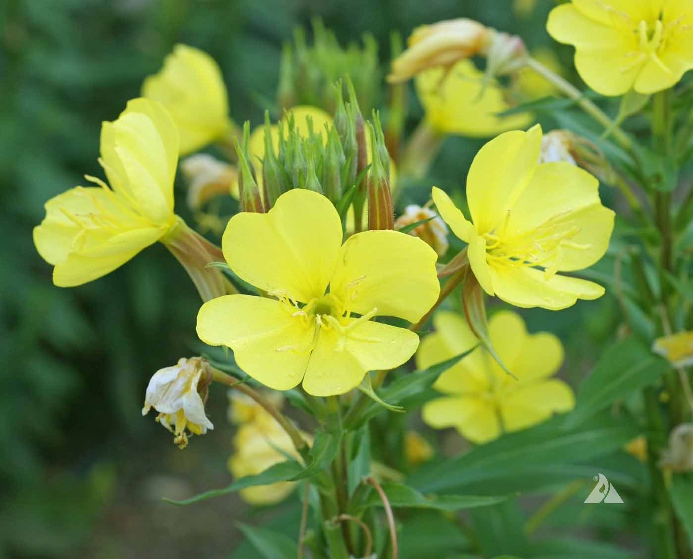 Evening Primrose Yellow Flower. 1500 Seeds. Free Shipping!