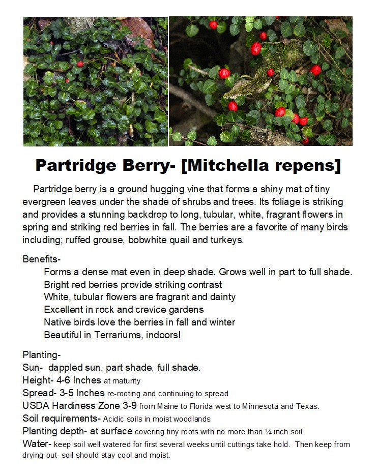 PARTRIDGE BERRY 10 Rooted Cuttings ~evergreen ~Shade ~low growing ~ground cover