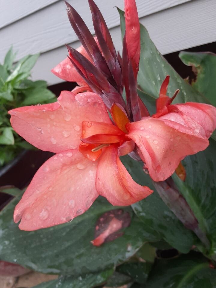Coral Pink Canna Lily Bulbs (2)