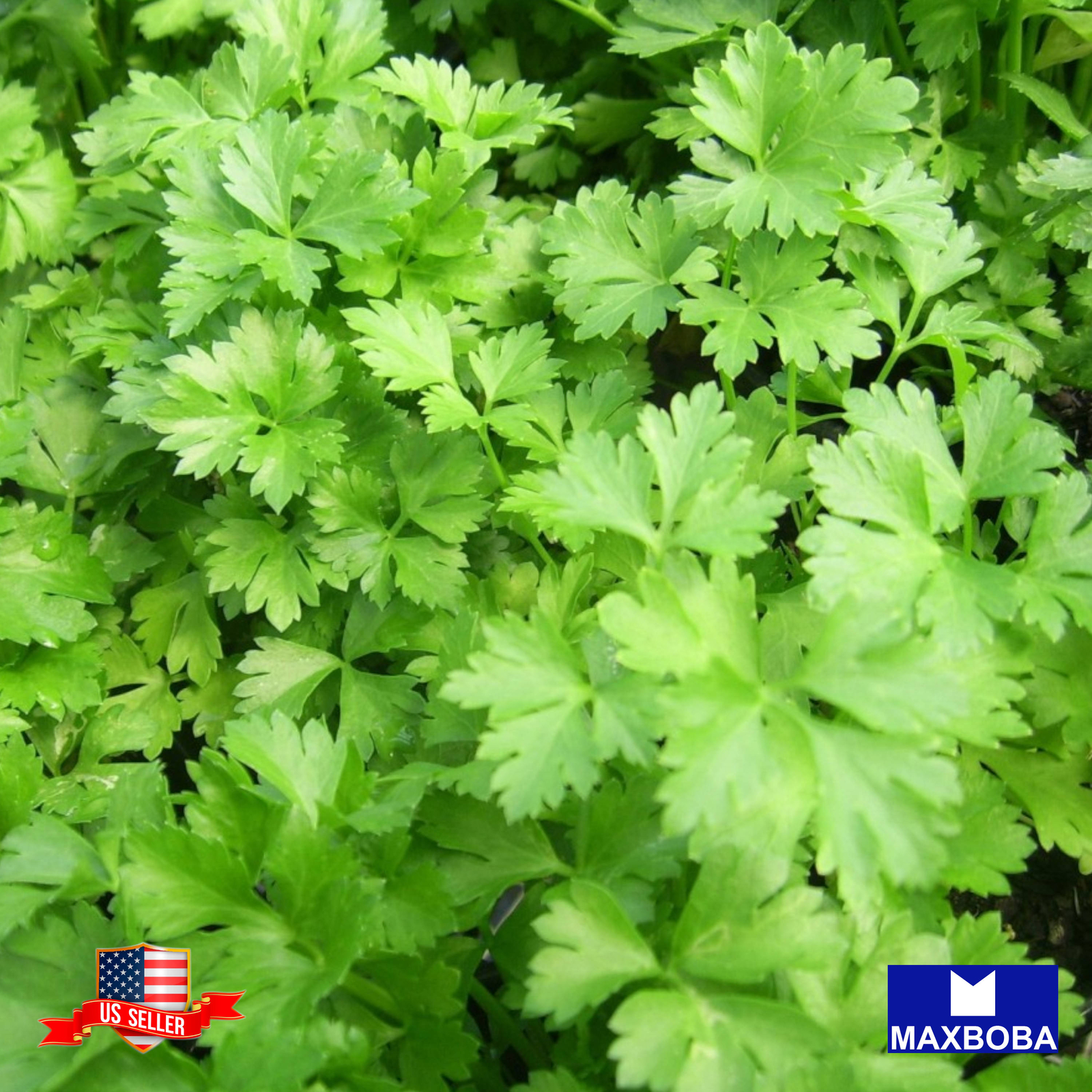 1200+ Chervil Seeds Winter Heirloom Non-GMO BOGO 50% OFF
