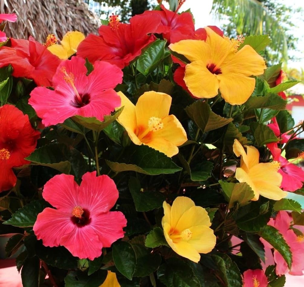 20 Giant Hibiscus Flower Seeds Hardy,Mix White Pink Red Color Home Garden