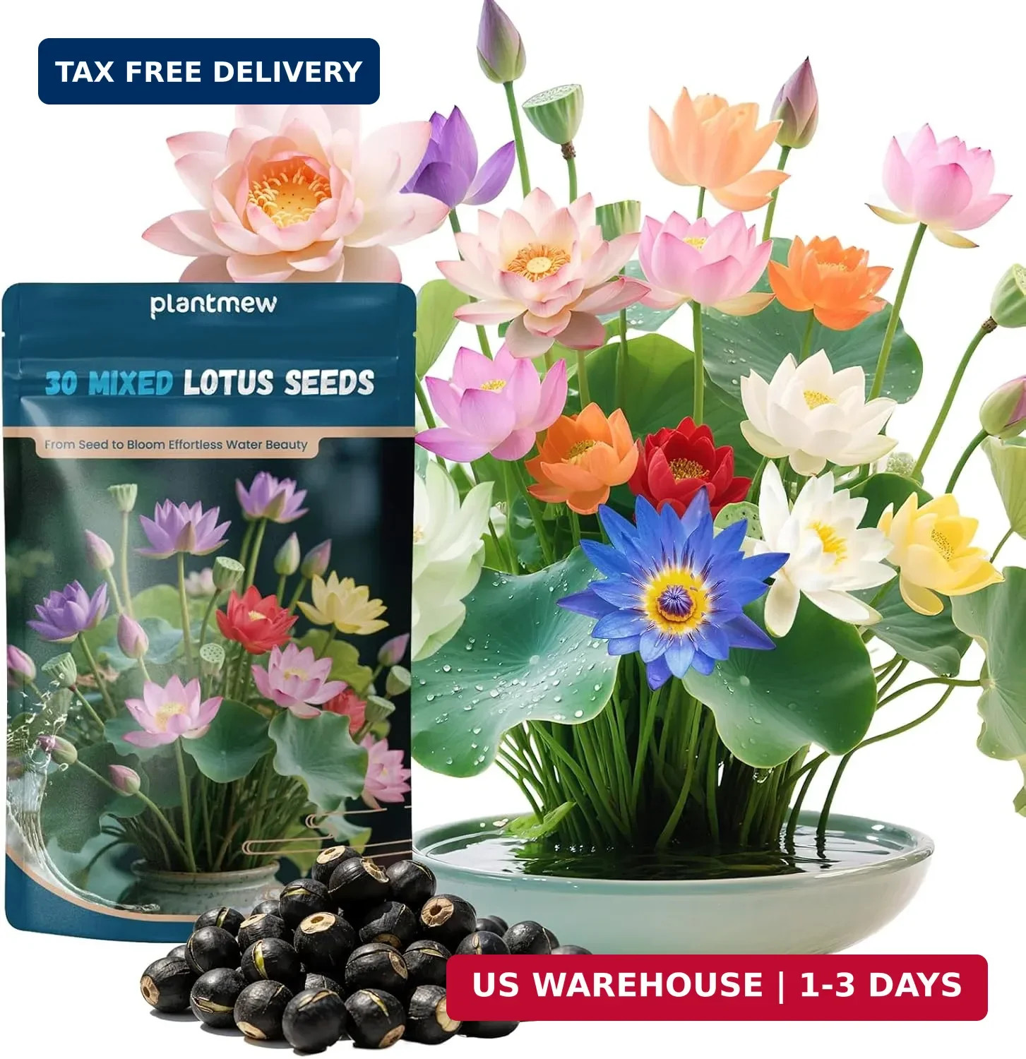 Lotus Seeds for Planting in Water | 30 PCS Mixed Color Bowl Lotus Seeds for Indo