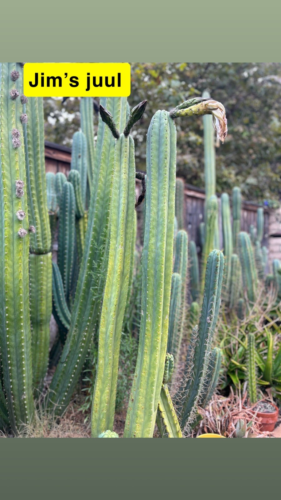 THE FULL PACK! UNIQUE AND RARE T.ECHINOPSIS HYBRIDS.