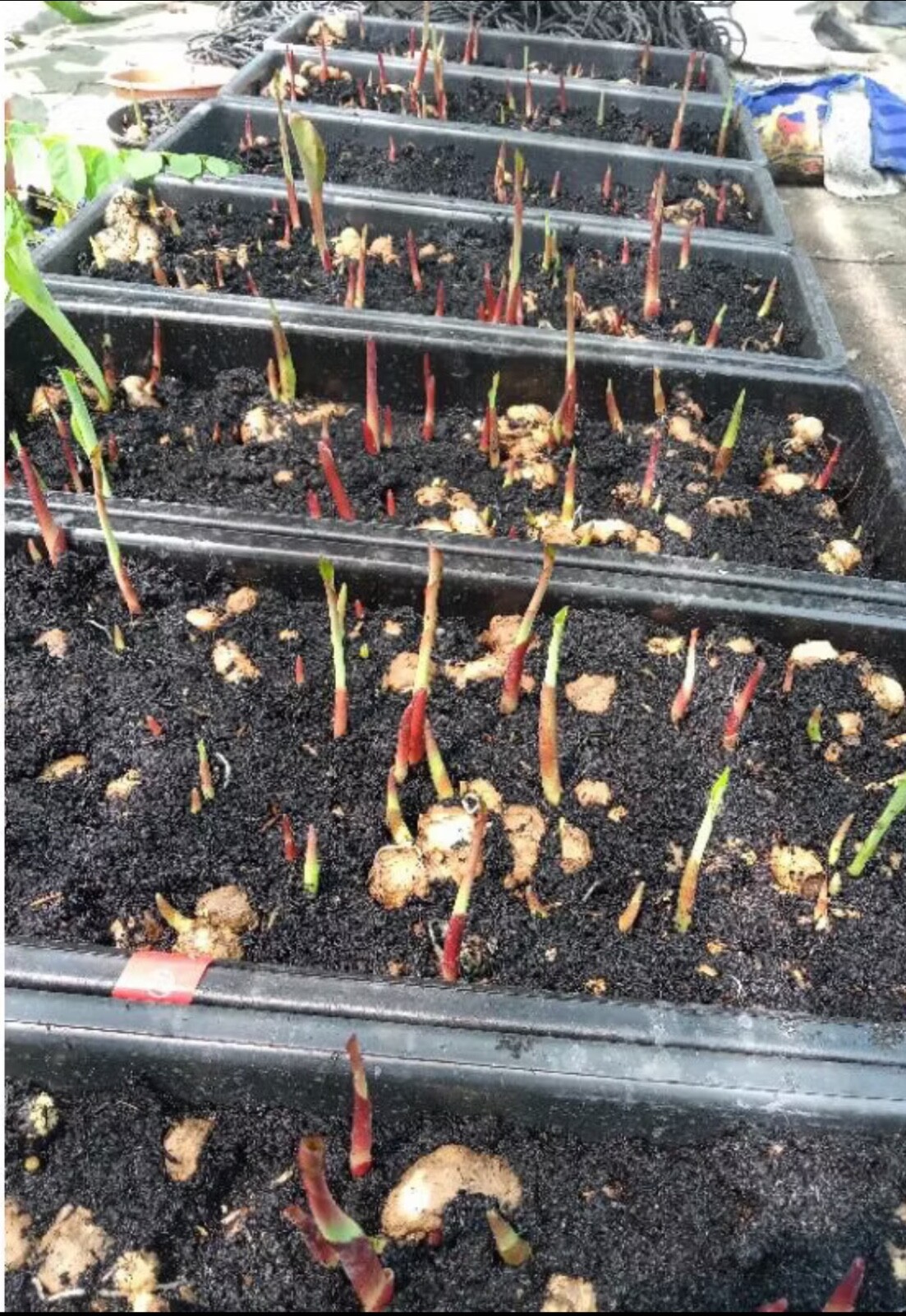 AUTHENTIC Caladium Tootsie 1 bulbs
