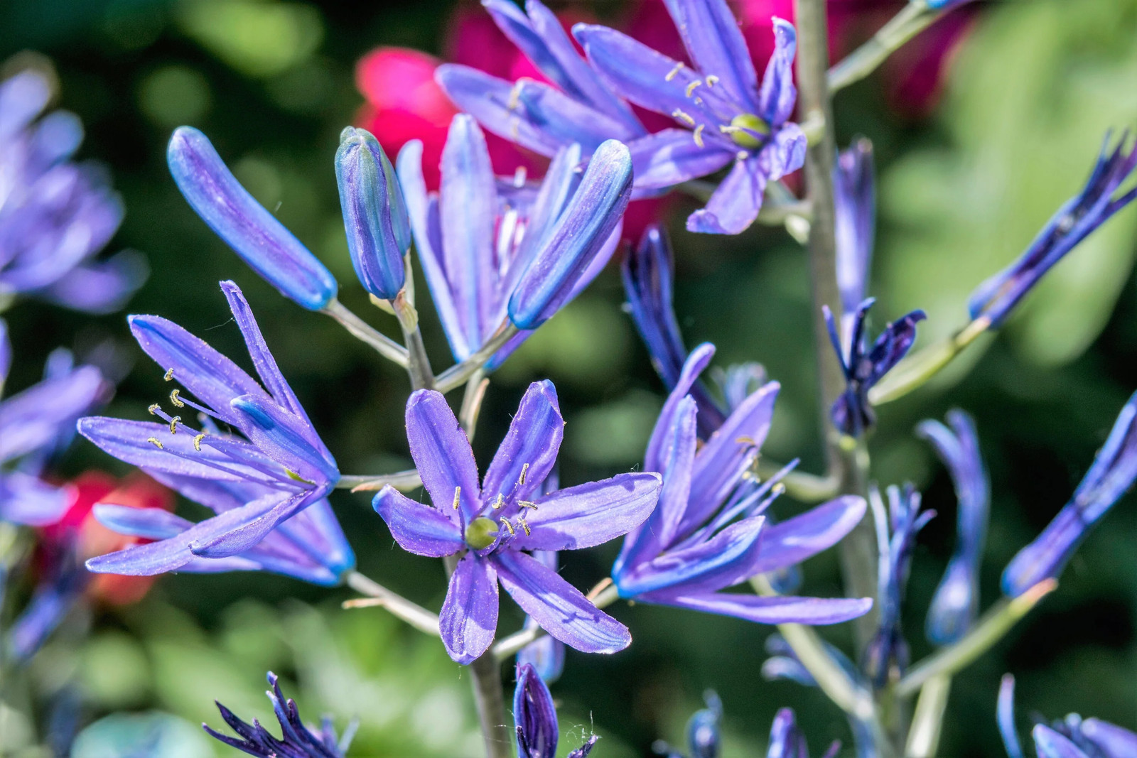20 Blue LARGE CAMAS Camassia Leichtlinii Quamasia Great Camass Flower Seeds