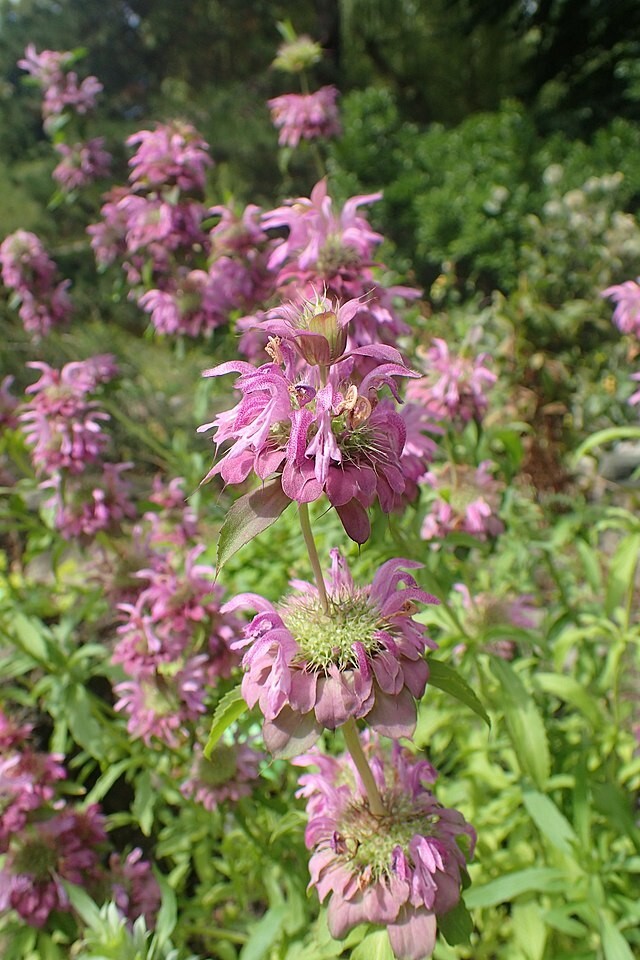 Monarda citriodora | Lemon Mint | Lemon Bee Balm | 1000 Seeds