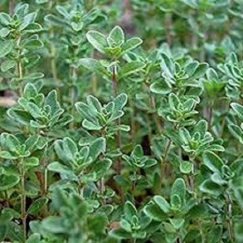Premium Common Thyme – Fresh Organic Heirloom Seed – Buy any 3 var, 20% off!!