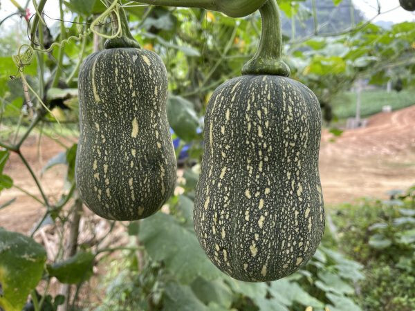 Striped Butternut Squash Seeds,Hạt Giống Bí Hạt Đậu F1 – NON-GMO