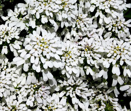 CANDYTUFT WHITE PERENNIAL EVERGREEN Iberis Sempervirens – 500 Bulk Seeds
