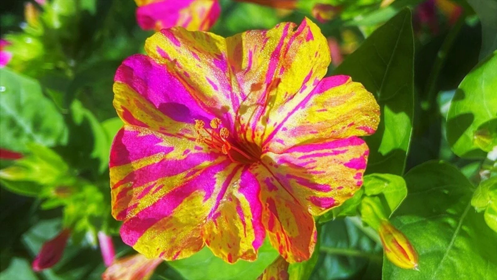 25 Magenta Yellow 4 O’Clock Seeds Fragrant Flowers Perennial Mirabilis Jalapa