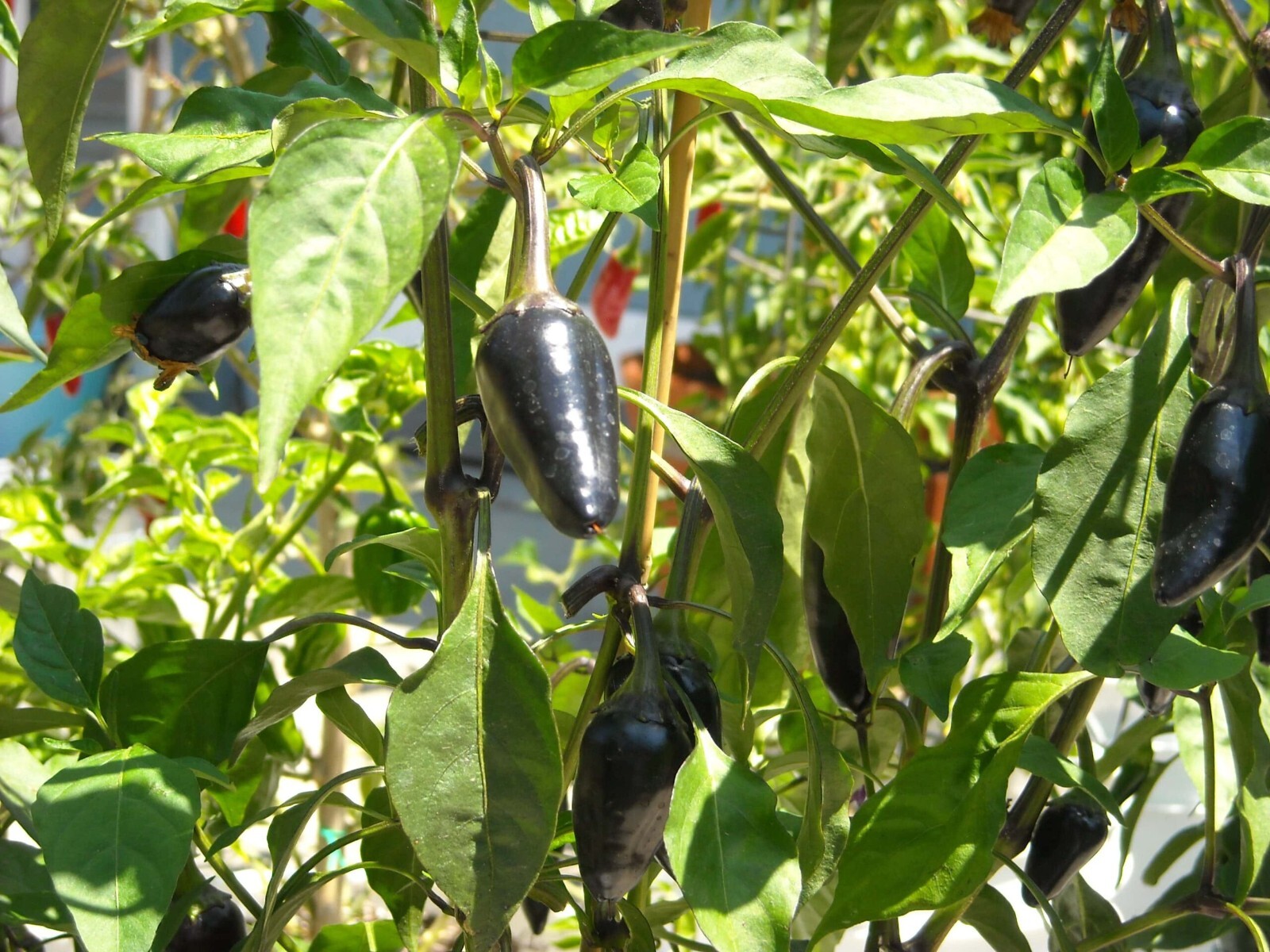 Black Jalapeno 12 Seeds