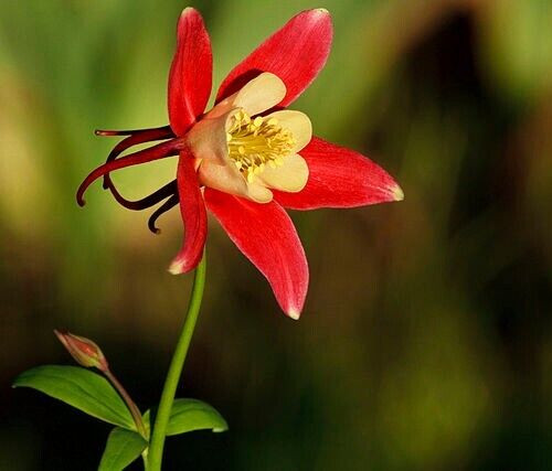 WESTERN RED COLUMBINE, 201 SEEDS, AQUILEGIA FORMOSA, SITKA COLUMBINE USA, NO GMO