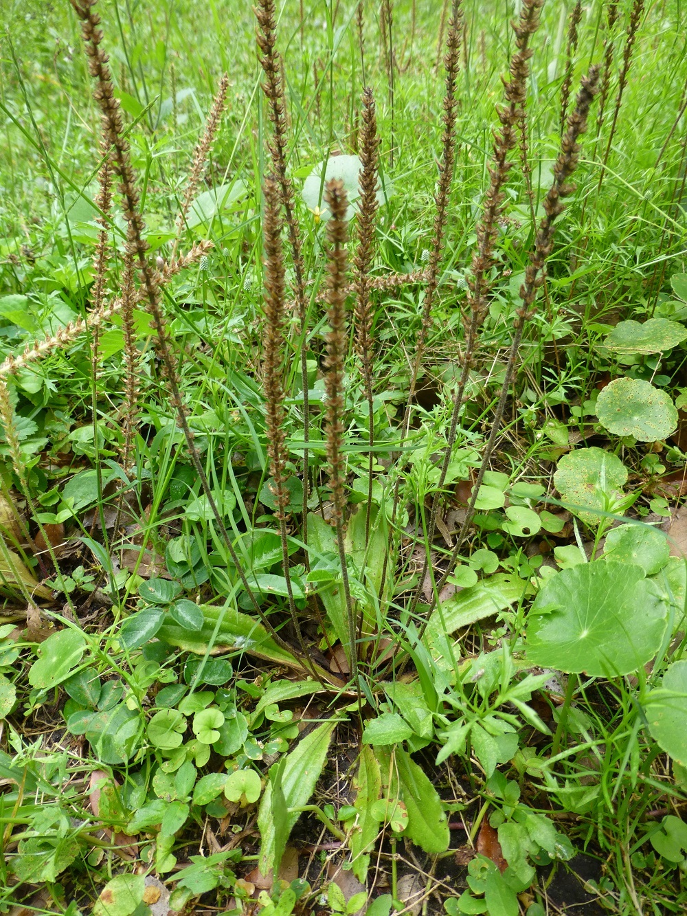 Southern Plantain (Plantago virginica) ✤ 200 Seeds