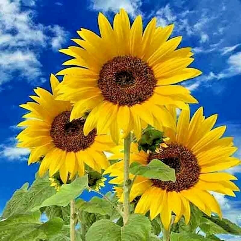 25+ STRIPED SUPER TALL SUNFLOWER GIANT RARE SEEDS MAMMOTH BUTTERFLIES BEES USA