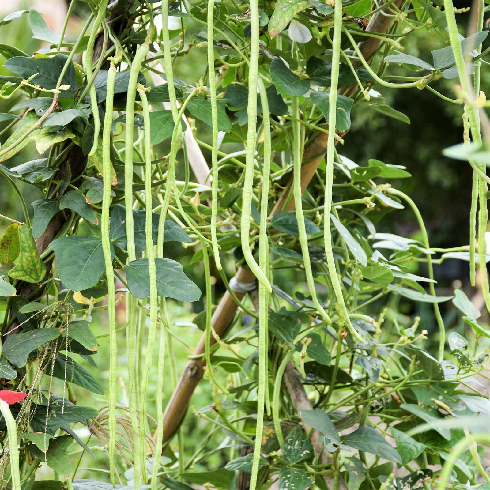 White Yard Long Bean Seeds |USA Chinese Green Beans Cowpea Fresh Asian Seed 2024
