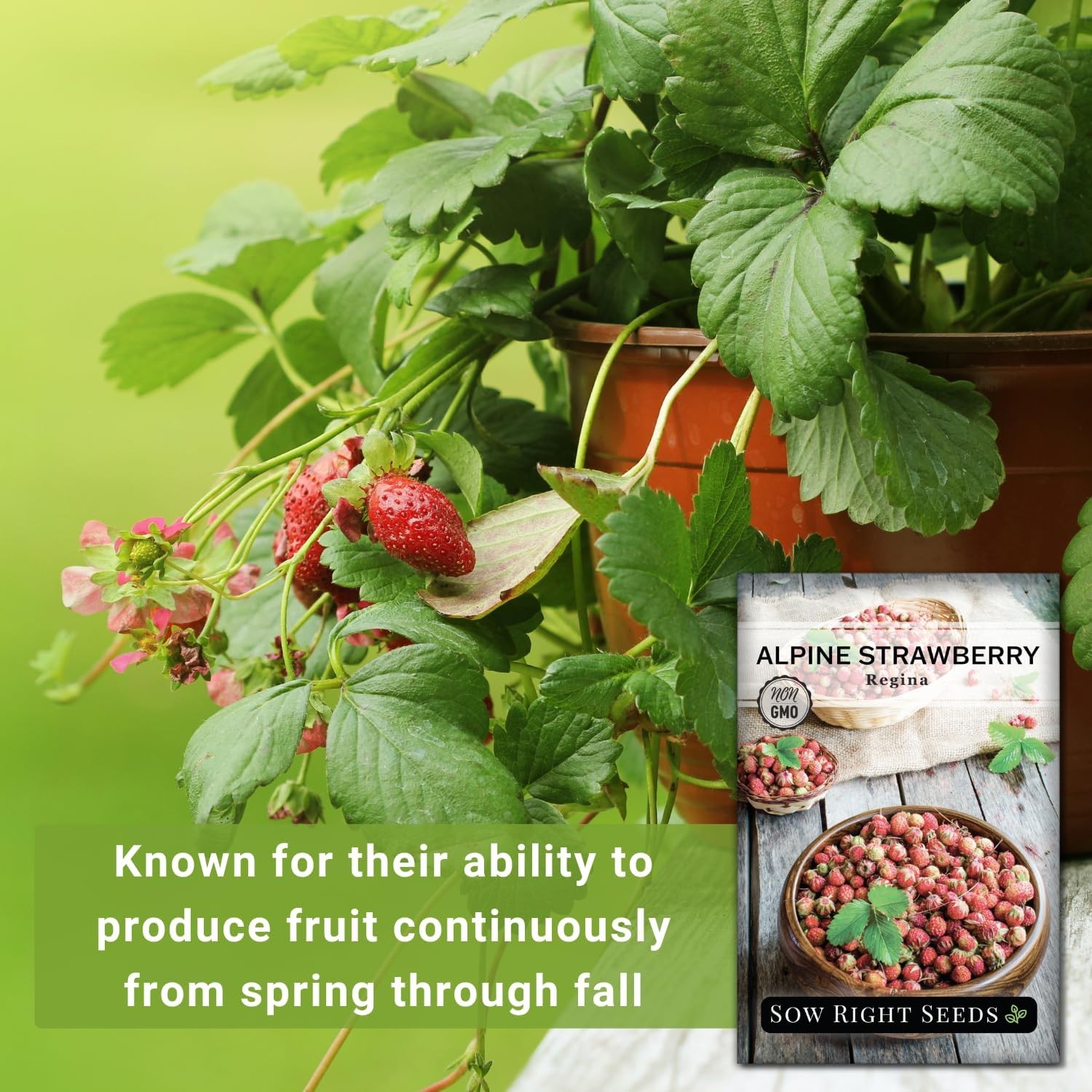 Sow Right Seeds – Regina Alpine Strawberry Seeds for Planting – Non-GMO Heirloom