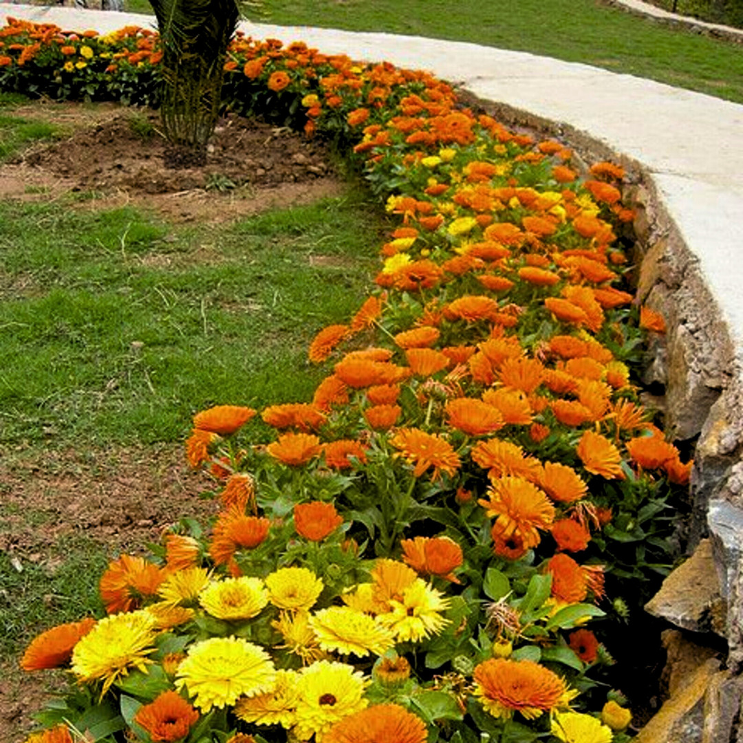 Fresh Premium Pacific Beauty Calendula Seeds | Heirloom Non-GMO | Flower Seeds