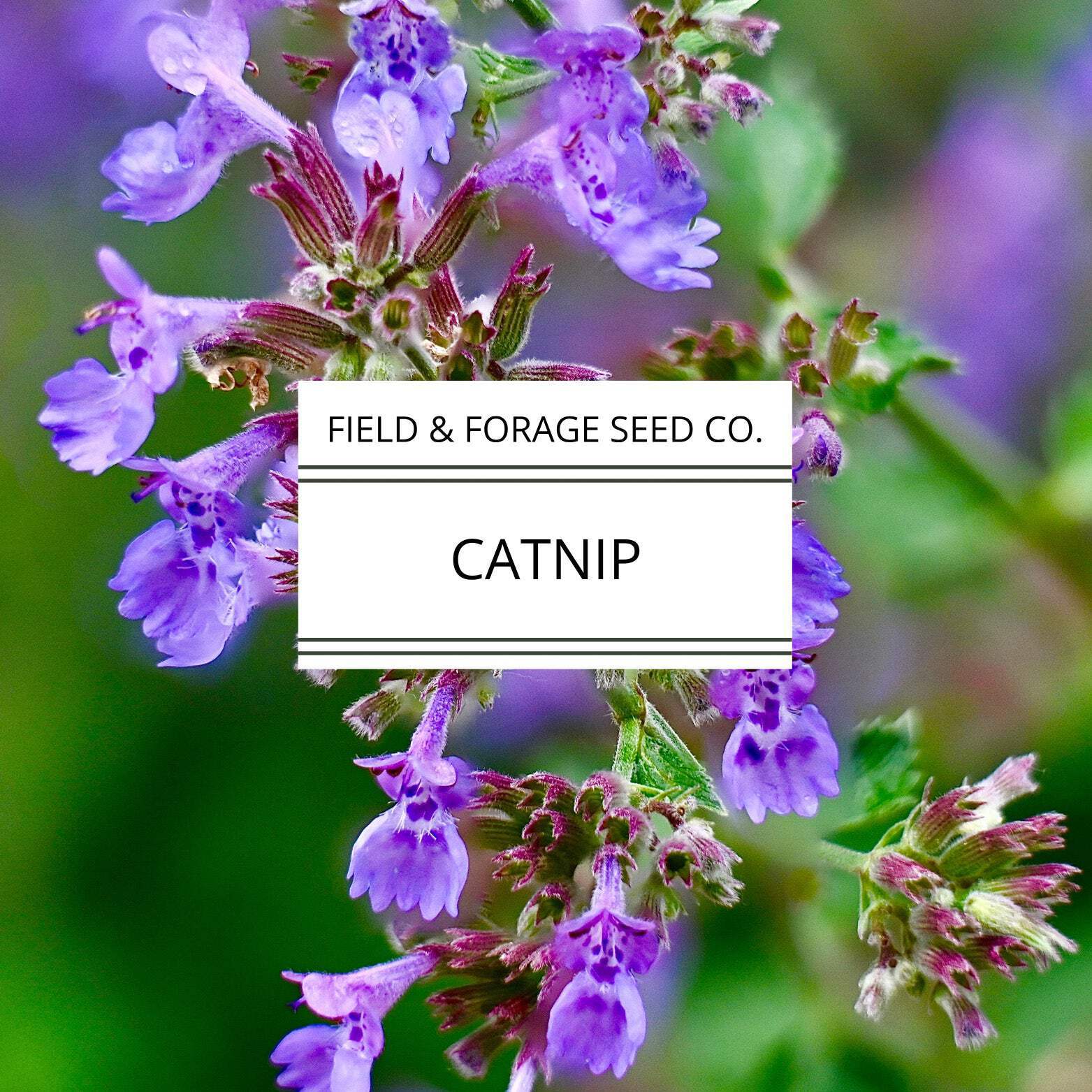 Catnip | Nepeta cataria | Heirloom Herb for Pets & Pollinators | Non-GMO | 100 S