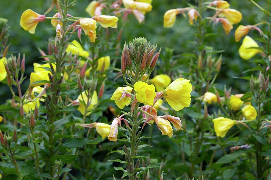 Oenothera biennis EVENING PRIMROSE – Classic Flower Seeds!