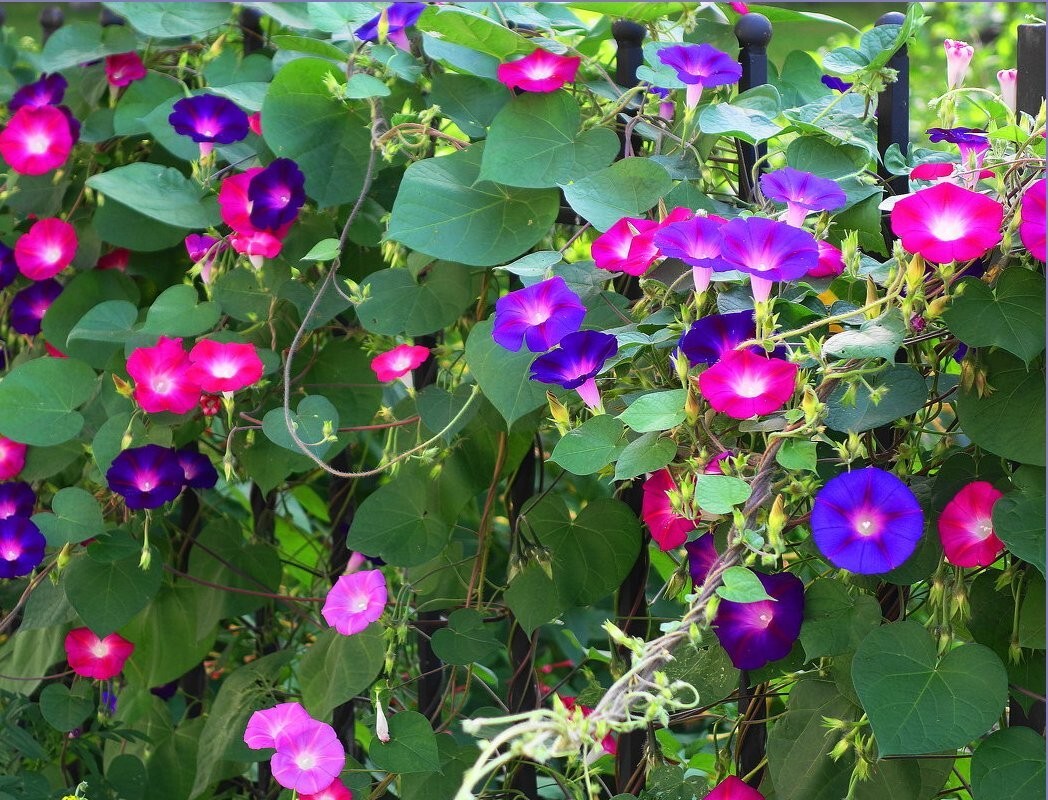 400+ MORNING GLORY FLOWER SEEDS – MIXED COLORS – CLIMBING – BEAUTIFUL — FRESH