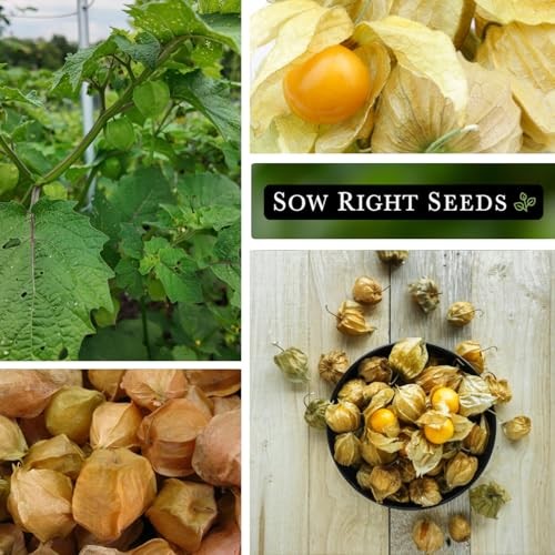– Ground Cherries Seeds for Planting – Non-GMO Heirloom Packet with 1