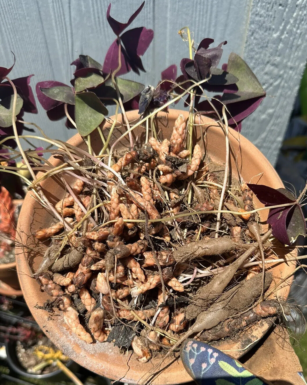 Oxalis triangularis aka “Purple Shamrock” Bulbs