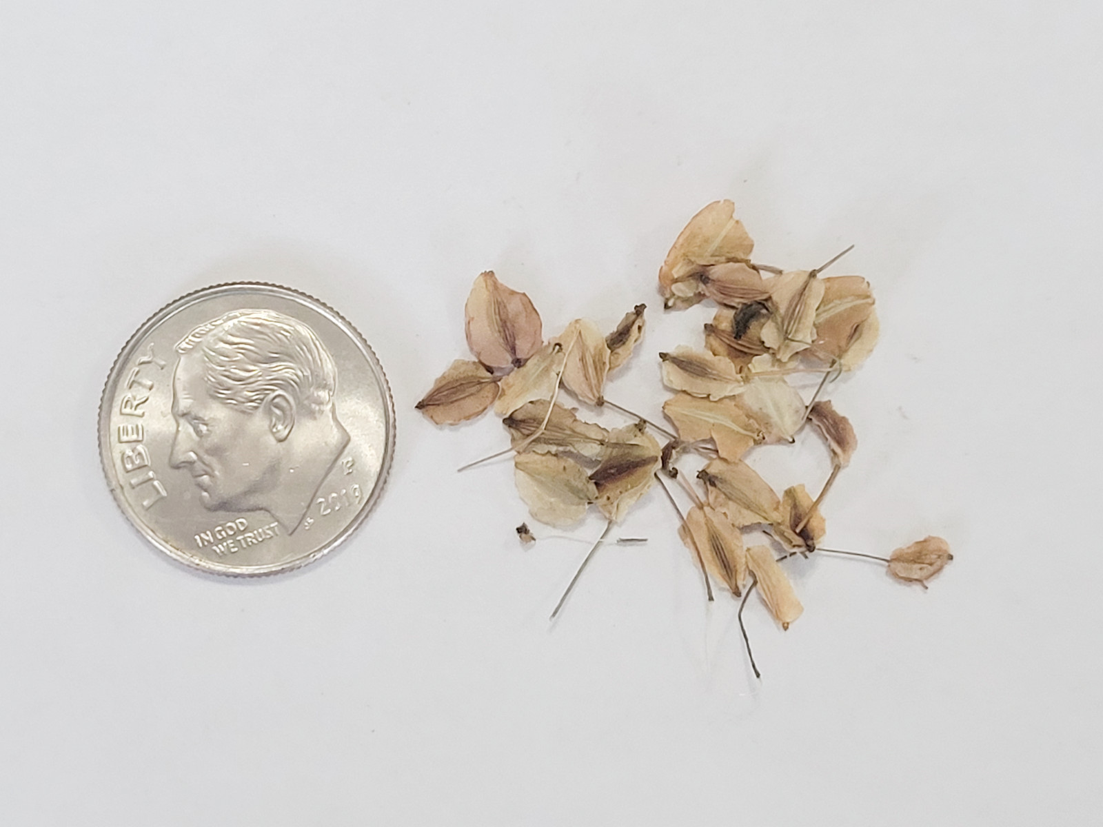 50 Angelica sinensis Seeds – Dong Quai Chinese Female Ginseng Perennial Herb
