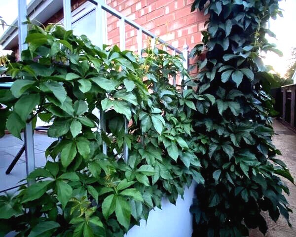 Virginia Creeper Vine Seeds Parthenocissus quinquefolia Fast Hardy Climber Plant