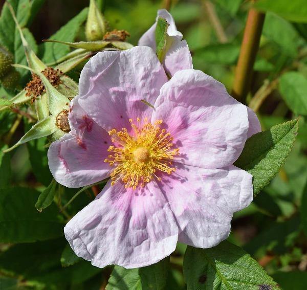 Rosa palustris | Wild Rose | Swamp Rose | Willow-Leaved Hudson Rose | 10 Seeds