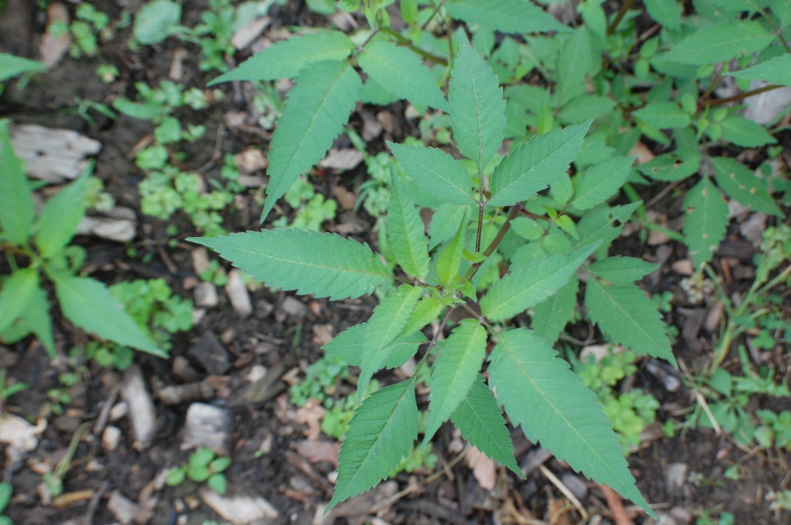 1 GRAM + Bidens Frondosa Seeds/NATIVE United States/Beggarsticks/ORGANIC/Edible