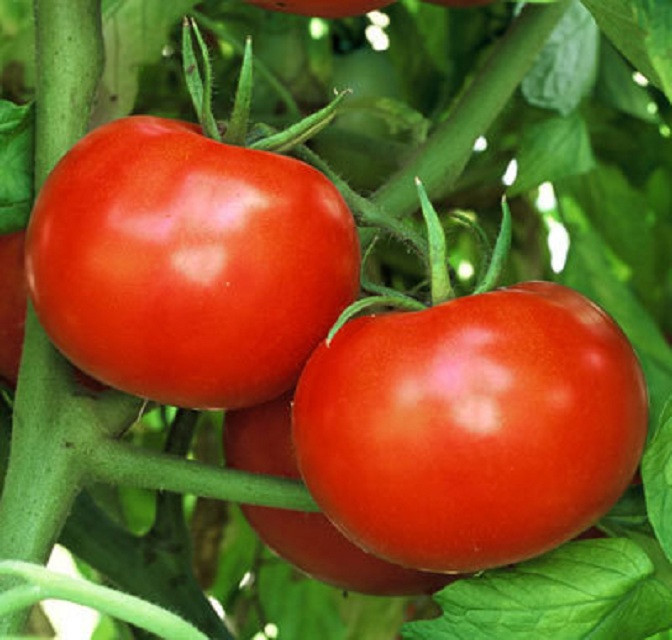 500 Tomato Seeds Rutgers VF Seeds 80 days