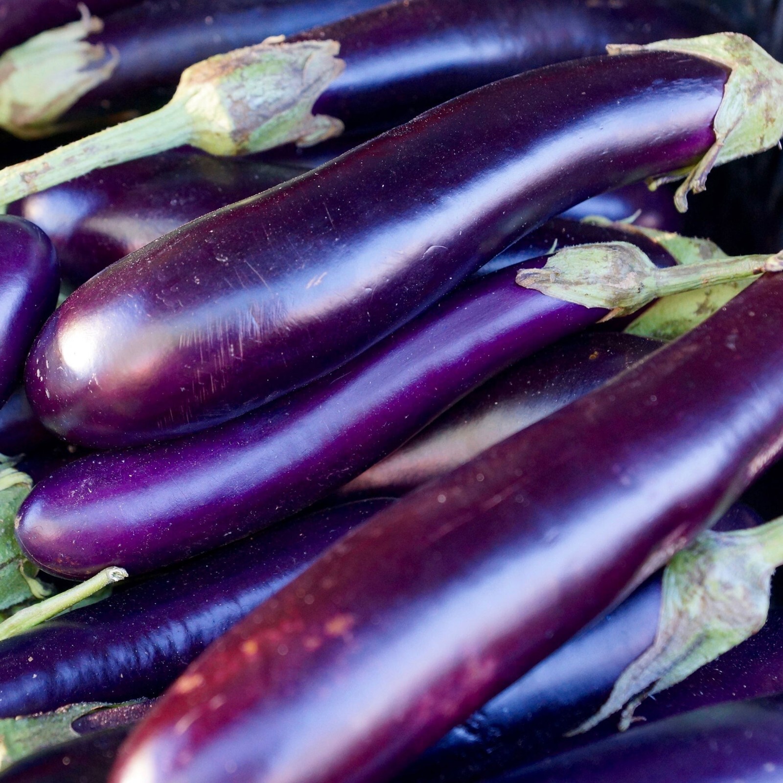 55 Organic Non-GMO Long Purple Italian Eggplant Seeds – Seeds Of Tomorrow