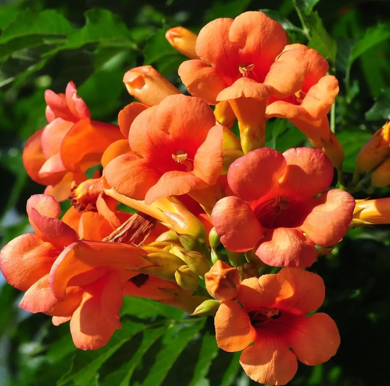 100/300+Hummingbird Trumpet Vine Plant Seeds-Trumpet Creeper Seeds Non-GMO