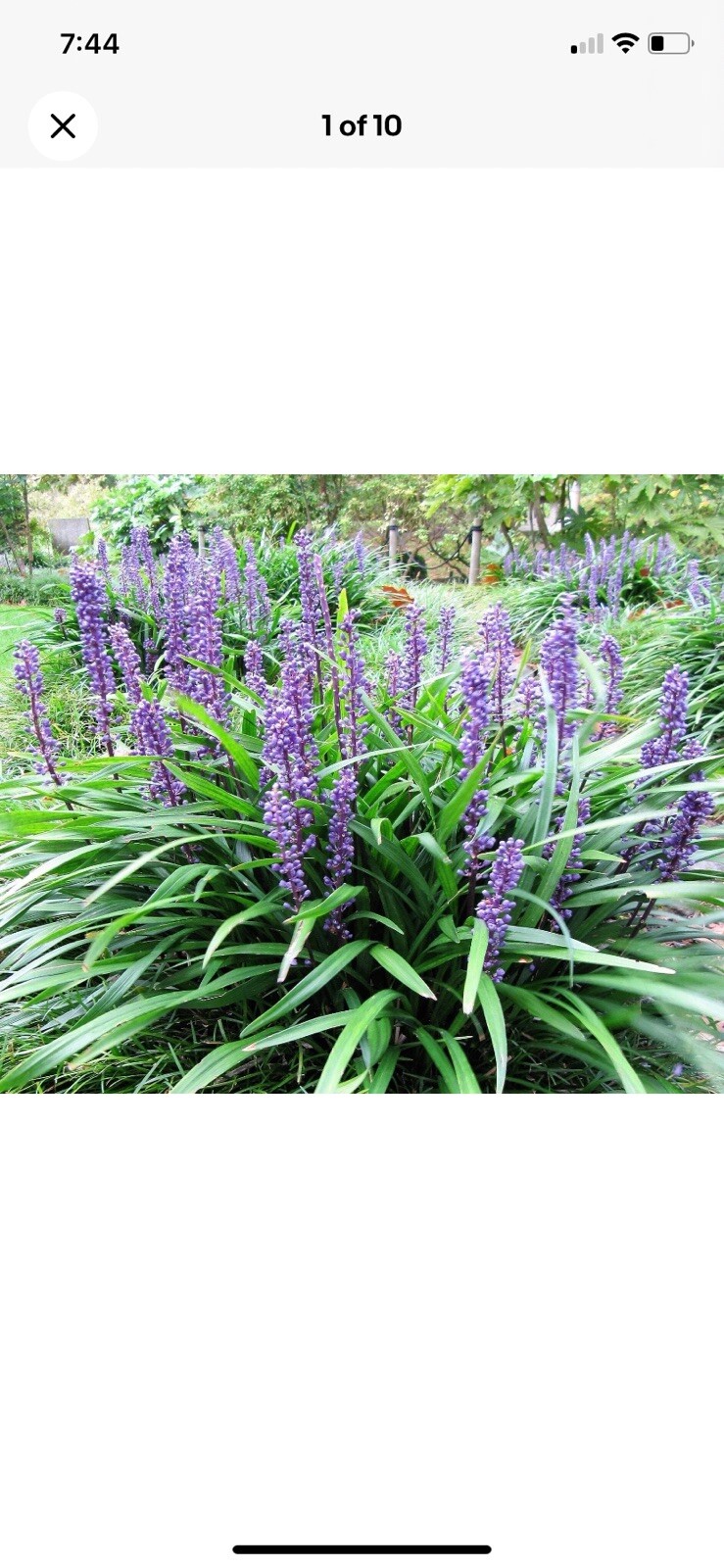 10 LILY TURF Liriope Muscari aka Big Blue Lily Turf / Monkey Grass Plants