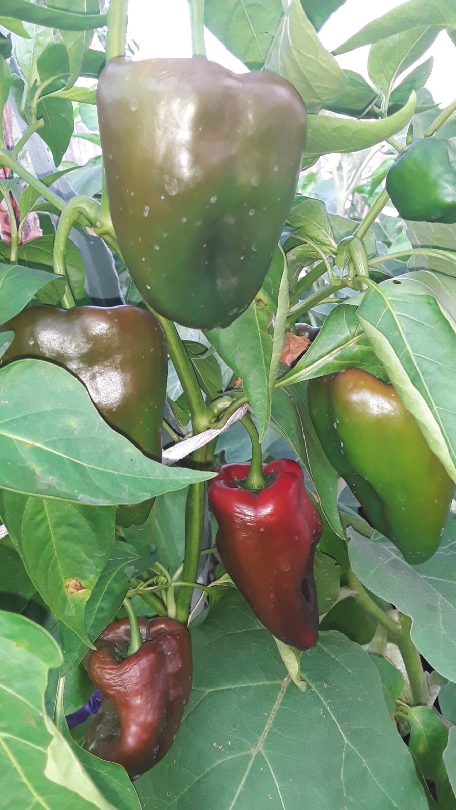 75+ Ancho Poblano Pepper Seeds Non-GMO Heirloom Fresh Seeds No Pesticides0