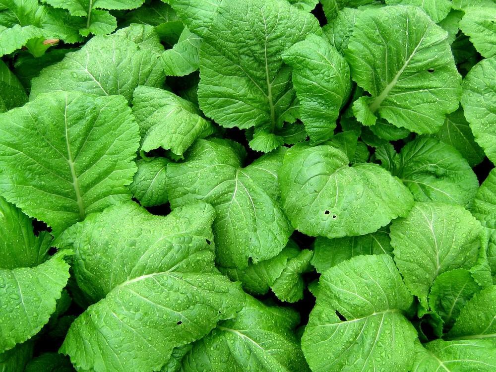 200+Florida Broadleaf Mustard Green seeds Shealihong Vegetable USA
