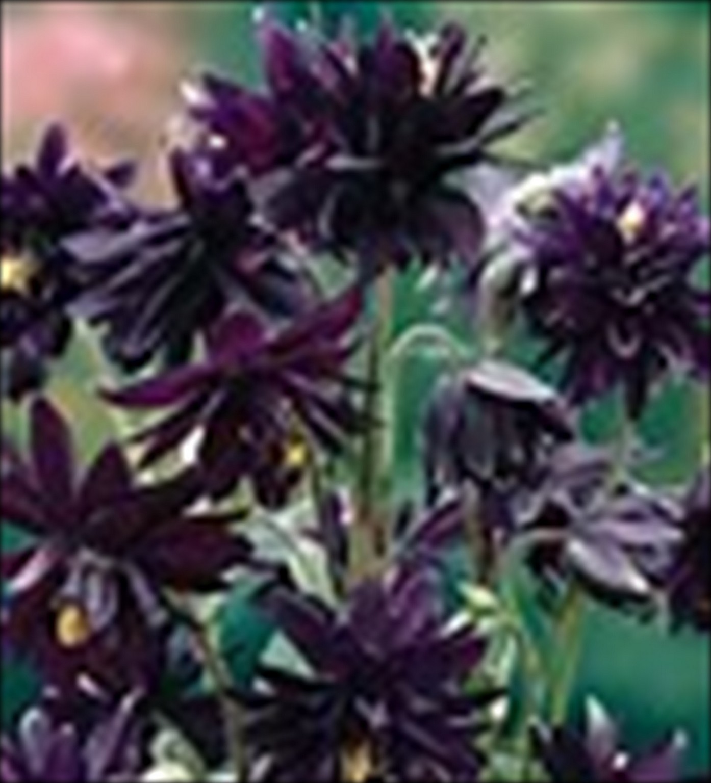 Columbine Black Barlow – 8 Seeds – Gothic – Attracts hummingbirds -.Aquilegia vu