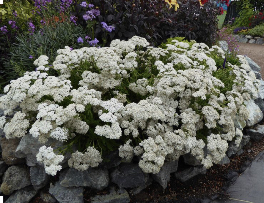 500 Plus White Yarrow Seeds-perennial-Non Gmo