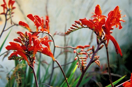 3 Crocosmia Lucifer Flower BULBS – Attracts Hummingbirds *Spring Planting