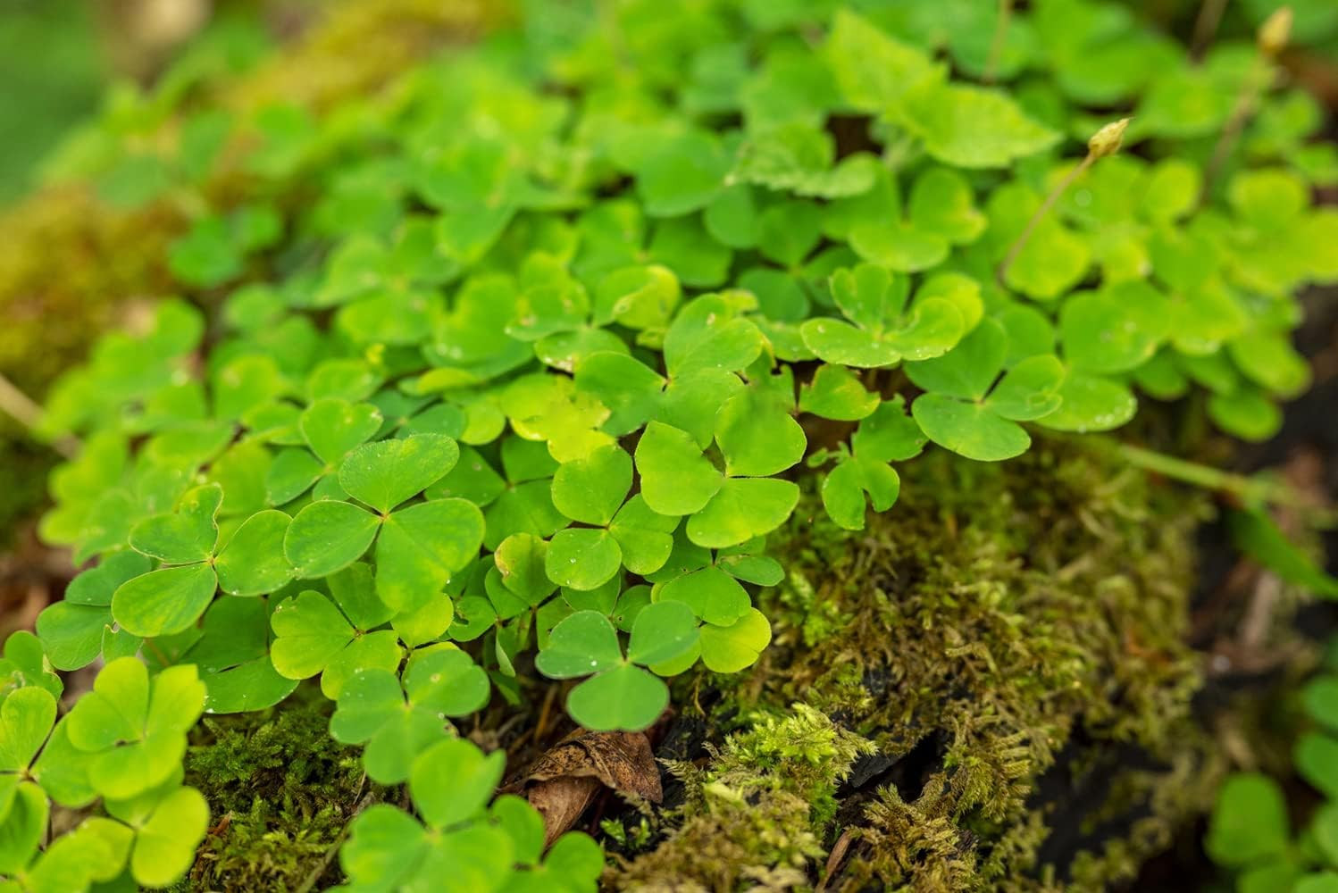 10000+ White Irish Moss Seeds for Planting, Non-Gmo Moss Ground Cover Plant Cree