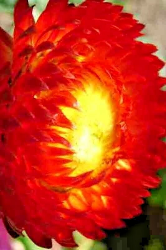STRAWFLOWER 50 SEEDS SPRING MIX DAISY PERENNIAL RARE DROUGHT HEAT TOLERANT USA