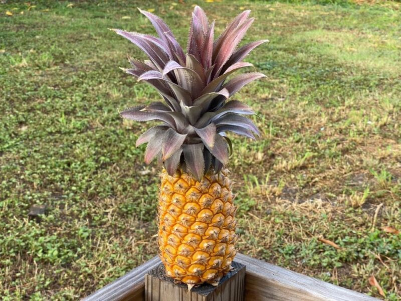 15+ Antigua Black Pineapple Seeds for Garden Planting – USA – FREE SHIPPING!