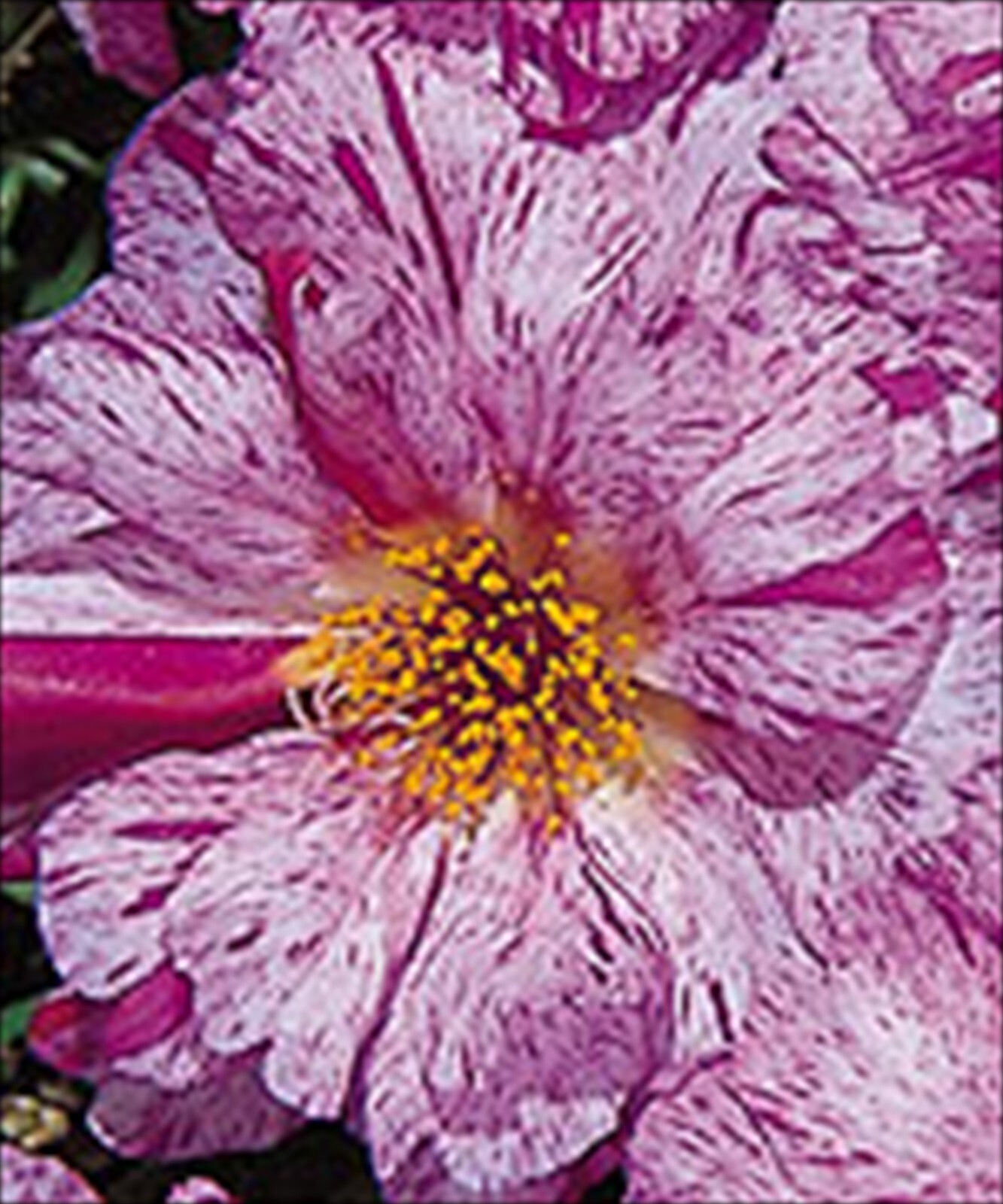 Portulaca Happy Hour Peppermint – 15 Pelleted Seeds – Moss Rose – Reseeds