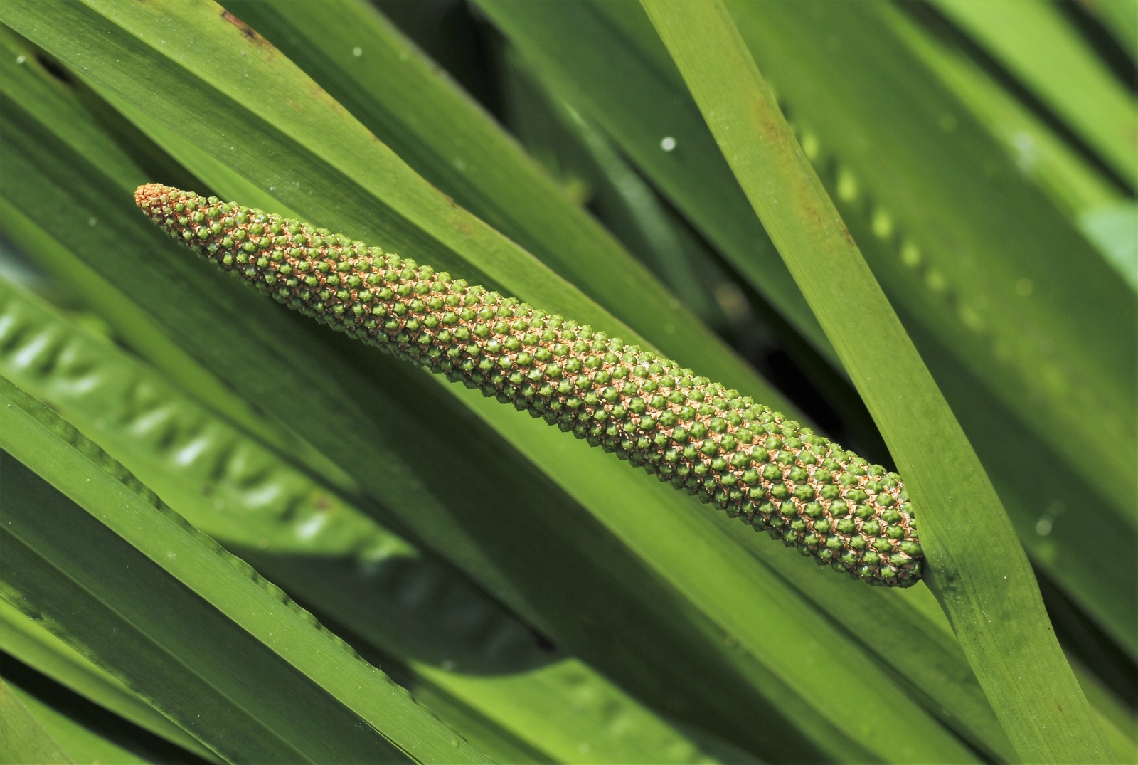 250 SWEET FLAG GRASS Wetland Pond Acorus Calamus Ornamental Seeds