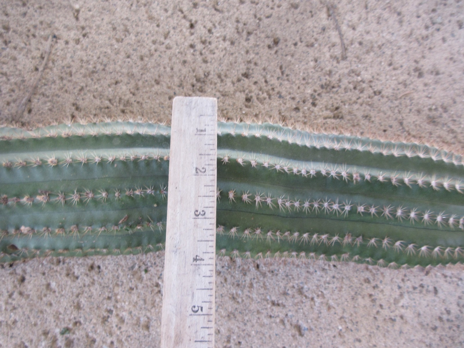 Echinopsis Hybrid ‘Dutchman’s Gold’ Cactus 22″ Long segment